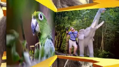 音乐短片 - NSK ZOO слайд-шоу