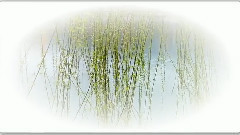 音乐短片 - 杨柳