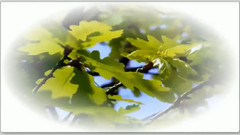 音乐短片 - 春光美