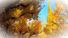 音乐短片 - 错过