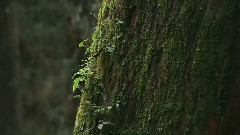 音乐短片 - Тайвань. красивая музыка