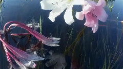 音乐短片 - Музыка для Медитации - Релакс