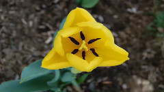 音乐短片 - Richard Clayderman