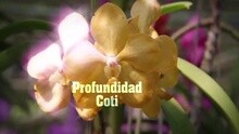 Coti - Profundidad