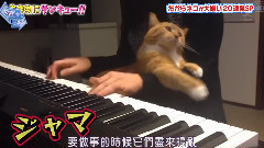 日本群星,AKB48 - 刨根问底探索队 喵星人好讨厌