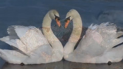 音乐短片 - Если б тебя в этом мире (Автор-Сергей Ким)