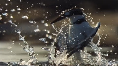 音乐短片 - Amazing Water