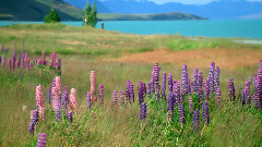音乐短片,风景 - The Melody of the Spring New Zealand 大地之诗 春.新西兰