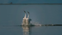 音乐短片 - 动物世界 恋爱中的动物们