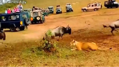 音乐短片 - Когато търпението на лъва свърши