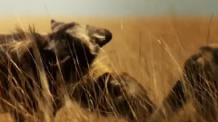 音乐短片 - 狩猎土地