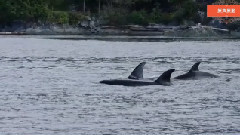 音乐短片 - 小林杰的味道2015