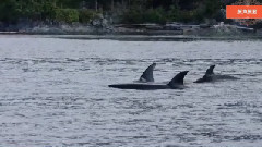 音乐短片 - 请到长城来滑雪