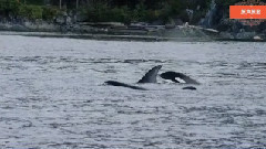 音乐短片 - 风起时