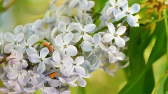 音乐短片 - Maria