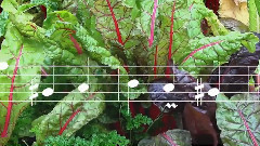 音乐短片 - La Flûte Sur Un Coin De Rue