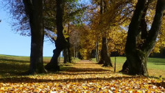 音乐短片 - Walking With Thee