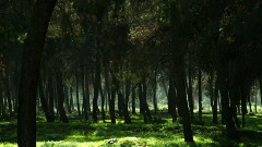 音乐短片 - Paradise Found By Musical Spa