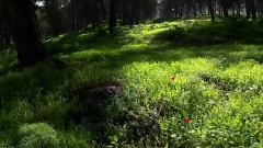 音乐短片 - Alice Rose By Musical Spa