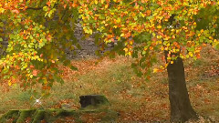 音乐短片 - 温和的忧伤