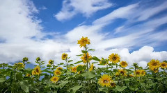 音乐短片 - 今日大理