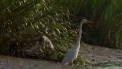 音乐短片 - 狩猎海岸