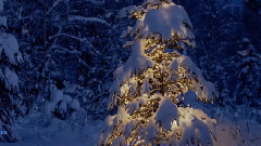 音乐短片 - Winter