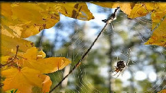 音乐短片 - Красивая инструментальная музыка!