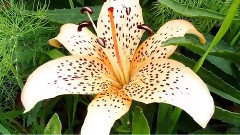 音乐短片 - Красивая инструментальная музыка