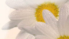 音乐短片 - ЕСЛИ Б НЕ БЫЛО ТЕБЯ