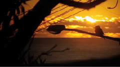 音乐短片 - Pure Bronte