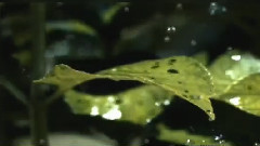 音乐短片 - Relax Music Музыка Дождя Мелодия Разлуки