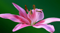 音乐短片 - Романтическая инструментальная музыка!