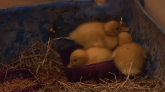 音乐短片 - Видео от Александра Романова Кошка и утята