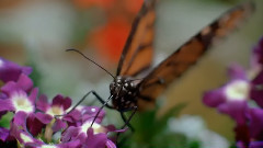 音乐短片 - 奇异的旅程