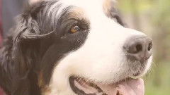 音乐短片 - Spring Mood