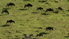 音乐短片 - 迁徒风云