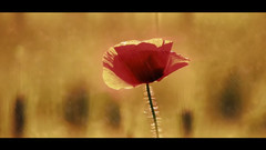 音乐短片 - Rose In Wind And Rain 风雨玫瑰