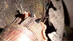 音乐短片 - Giant Panda Snail