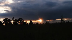 音乐短片 - Evening Ritual Relocation Of Horses