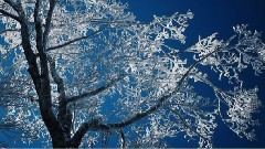 音乐短片 - 冬季奏鸣曲 ( Winter Sonata)