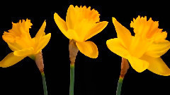 音乐短片 - a小调夜曲