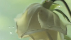 音乐短片 - White The Color Of Time