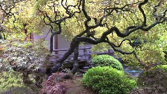 音乐短片 - 波特兰日本花园