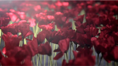 音乐短片 - Flower Tag By Kenzo Making Of