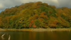 音乐短片 - 毛主席的光辉 古筝独奏