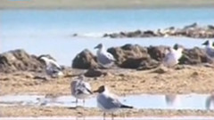 音乐短片 - 牧羊曲 古筝独奏