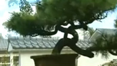 音乐短片 - 丰收锣鼓