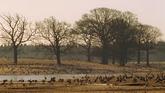 Dancing Cranes Of Sweden