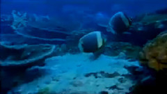 音乐短片 - 东海渔歌 古筝独奏